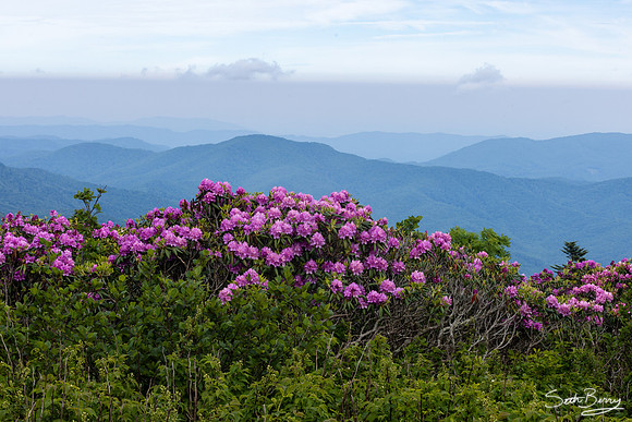 Roan Highlands Rhododendrons