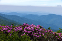 Roan Highlands Rhododendrons