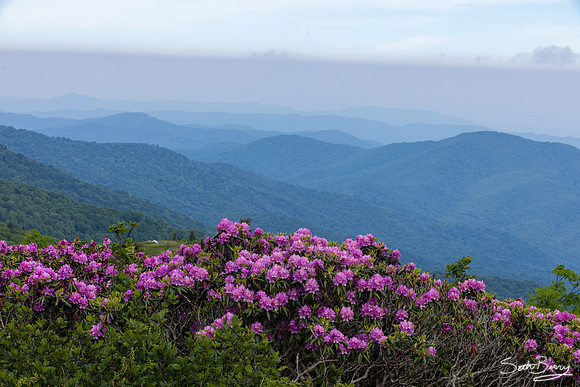 Roan Highlands Rhododendrons