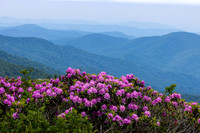 Roan Highlands Rhododendrons