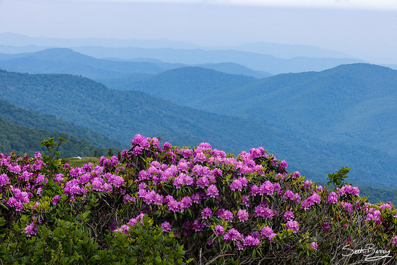 Roan Highlands Rhododendrons
