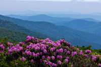 Roan Highlands Rhododendrons