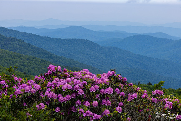 Roan Highlands Rhododendrons