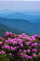 Roan Highlands Rhododendrons