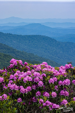 Roan Highlands Rhododendrons