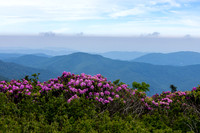 Roan Highlands Rhododendrons