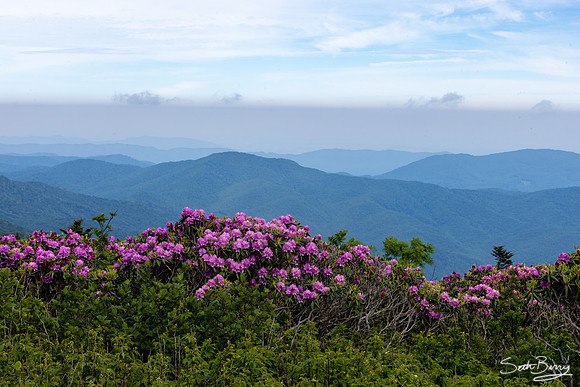 Roan Highlands Rhododendrons
