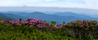 Roan Highlands Rhododendrons