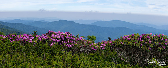 Roan Highlands Rhododendrons
