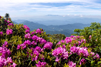 Roan Highlands Rhododendrons