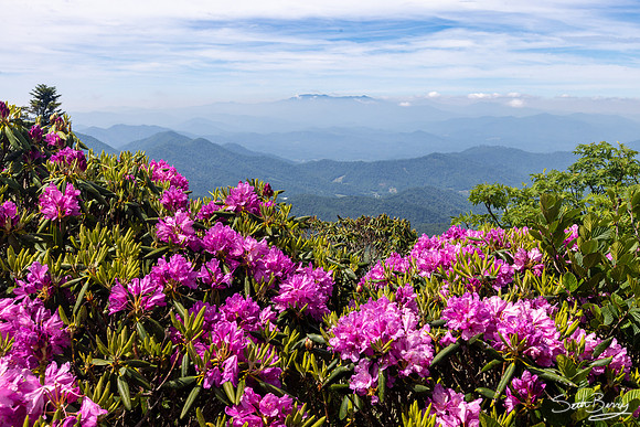 Roan Highlands Rhododendrons