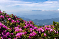 Roan Highlands Rhododendrons