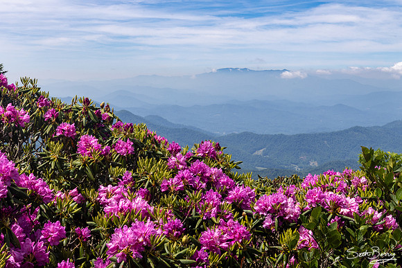 Roan Highlands Rhododendrons