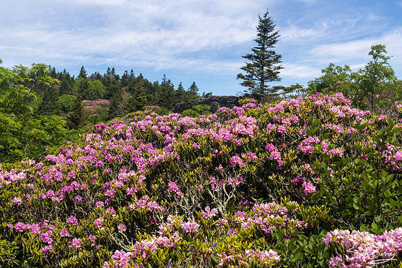 Roan Highlands Rhododendrons