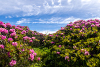 Roan Highlands Rhododendrons