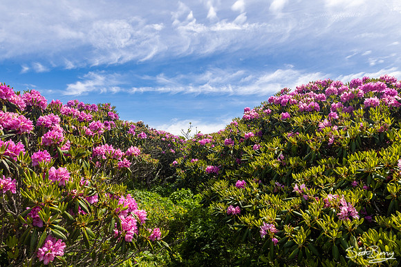 Roan Highlands Rhododendrons