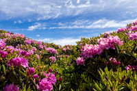 Roan Highlands Rhododendrons