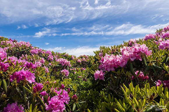 Roan Highlands Rhododendrons