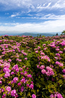 Roan Highlands Rhododendrons