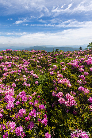 Roan Highlands Rhododendrons