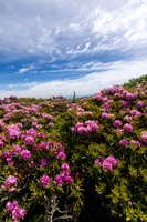 Roan Highlands Rhododendrons