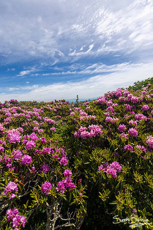 Roan Highlands Rhododendrons