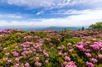 Roan Highlands Rhododendrons