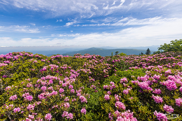 Roan Highlands Rhododendrons