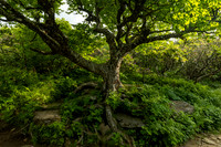 Craggy Gardens Tree