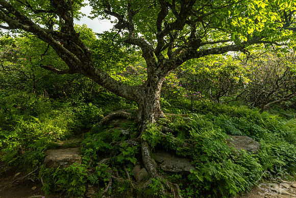 Craggy Gardens Tree