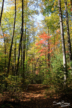Autumn Trail