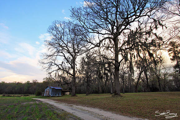 Buck Branch