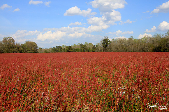 Spring in Bowman