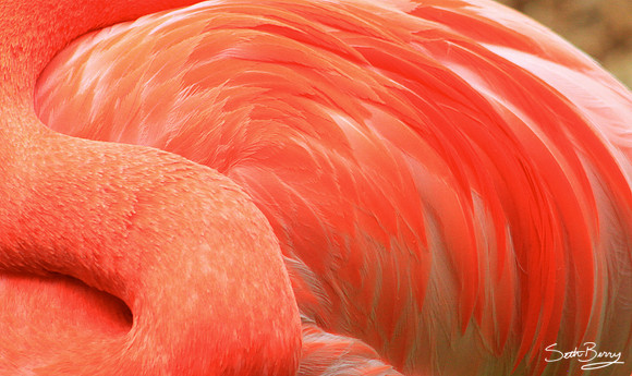Flamingo Texture