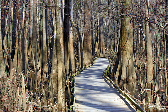 Congaree National Park