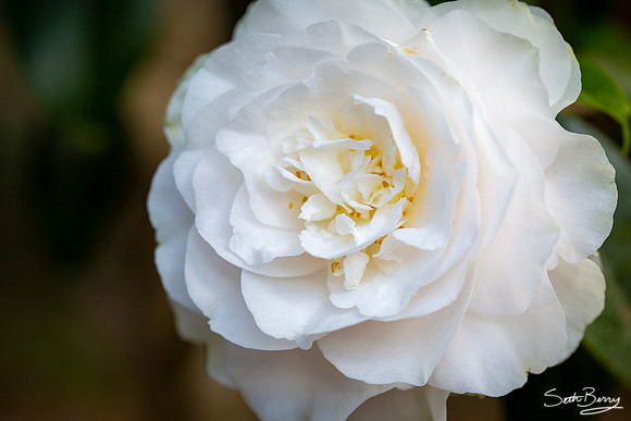 Gardenias