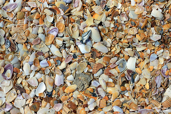 Florida Sea Shells
