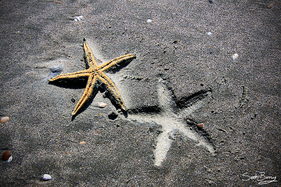 Star Fish