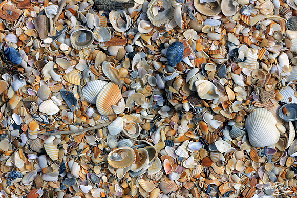 Florida Sea Shells