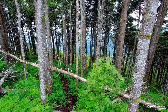 Mount Mitchell Hiking Trail