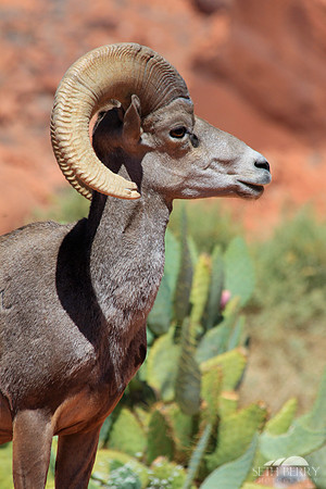 Bighorn Sheep
