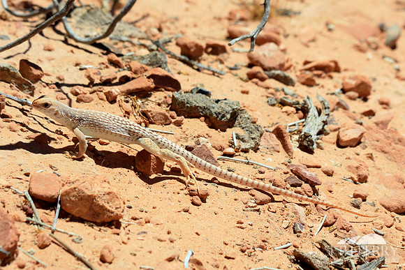 Desert Lizard