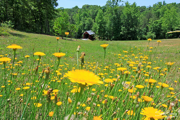 Campbell's Bridge Dandelions