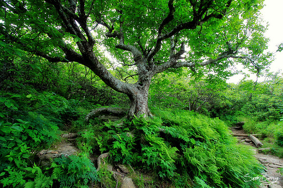 Craggy Gardens