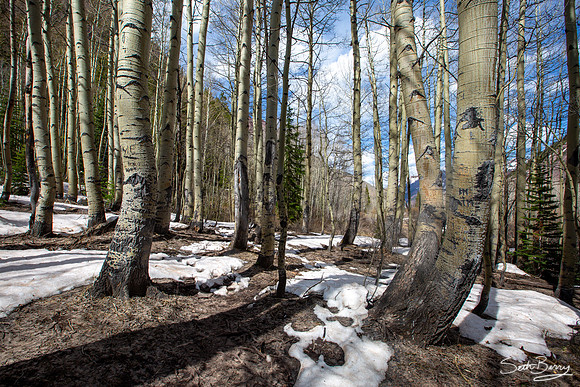 Aspens at Maroon Bells