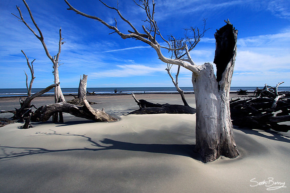 The Boneyard