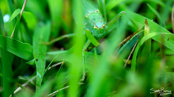Angry Grasshopper
