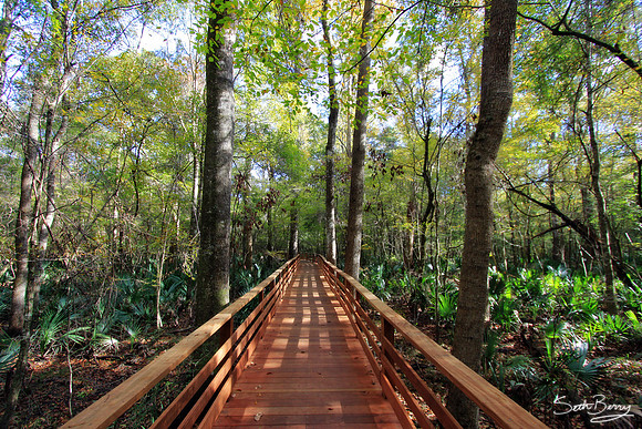 Francis Beilder Forest Boardwalk