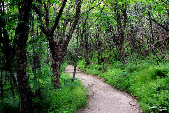 Craggy Gardens