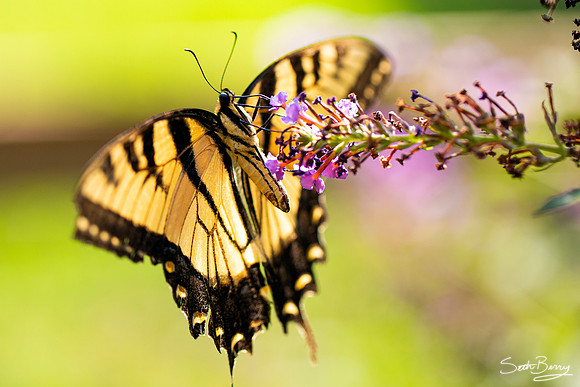 Eastern Tiger Swallowtail Butterfly